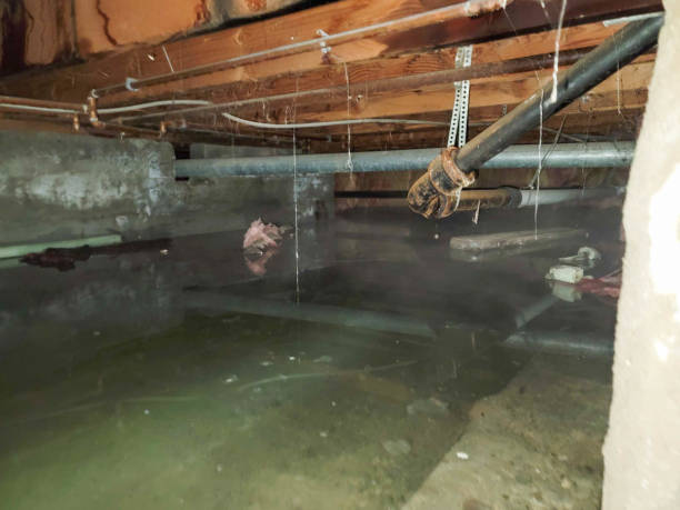 Best Water damage cleanup near me  in Bangor, PA